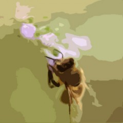 Bee and a Flower
