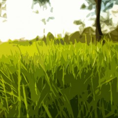 Lush Grass