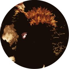 Wild Chestnut