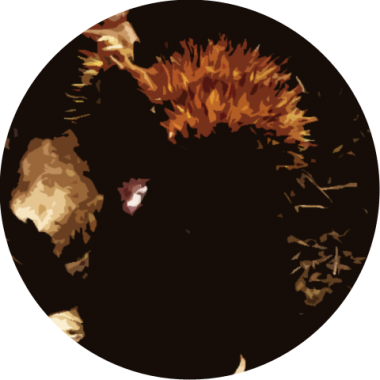 Wild Chestnut